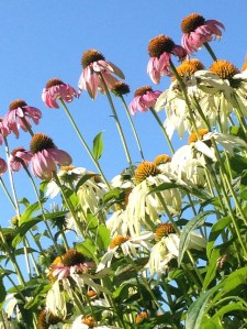 Sunny2015_10_10-001a