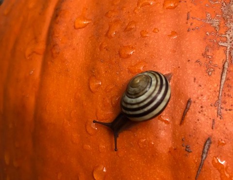 2018年2月《催眠心法》